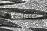 Polished Fossil Orthoceras (Cephalopod) Plate #82160-2